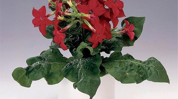 inmultirea la nicotiniana