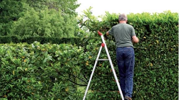 un gard viu ca o mica minune in gradina