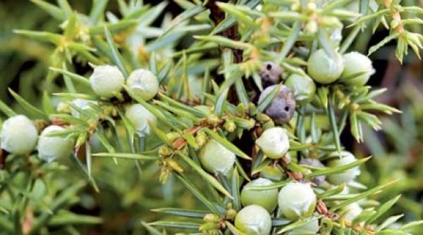 cura cu boabe de ienupar