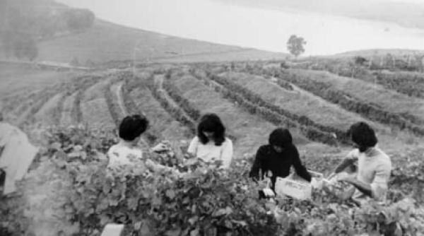 struguri la doi peri in limbaj windows cu vita de vie