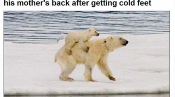 ursulet polar friguros tusti pe spinarea mamei