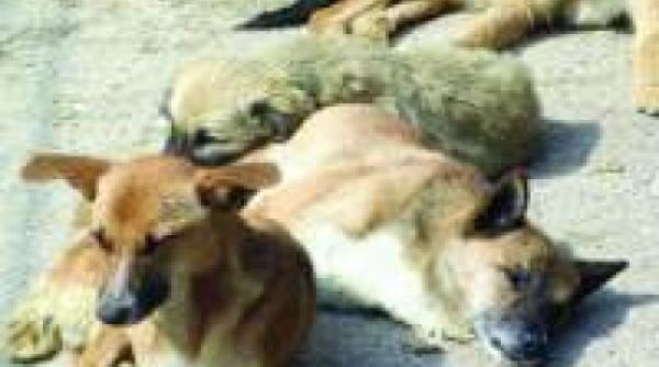 cifre 2009 maidanezii au muscat aproape zece mii de oameni doar in bucuresti