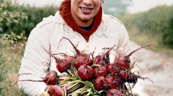 ierburi legume condimente