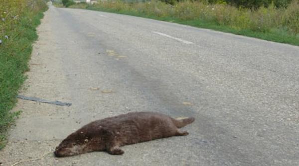 vidra de asfalt o noua specie