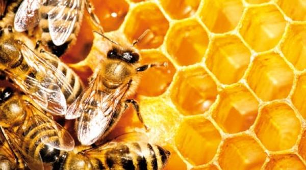 propolisul antibiotic natural