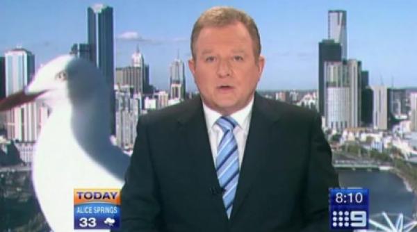 un pescarus gigant aparitie surpriza intr un buletin de stiri video