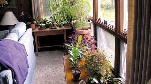 sa ne pregatim florile de toamna si de iarna