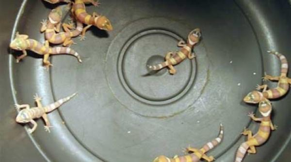 bagaj de corp 14 pitoni 10 soparle