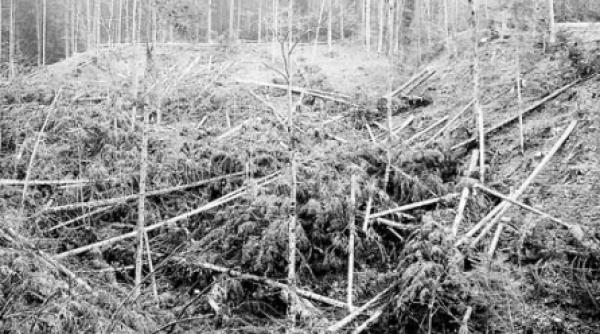 lemnul romanesc dat pe mana firmelor straine