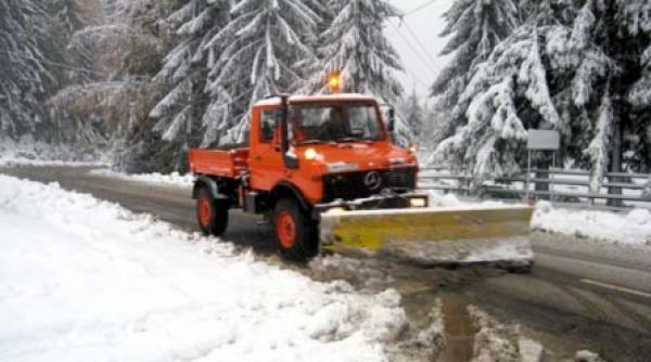 ninsorile se intorc in romania