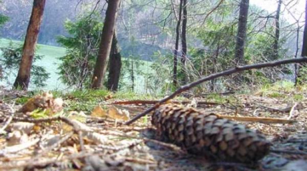 directiile romsilva la un pas de faliment