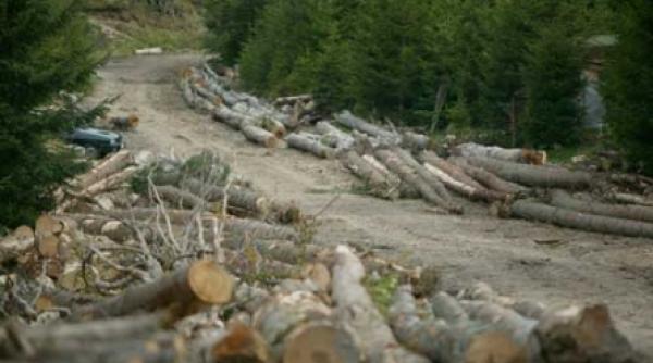 oameni politici in solda mafiei lemnului i