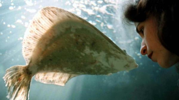 marea neagra in pericol