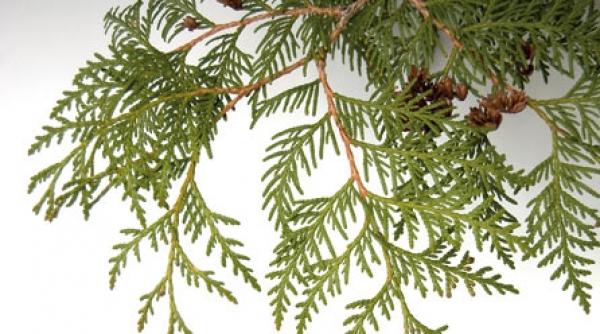 uleiul volatil de cedru