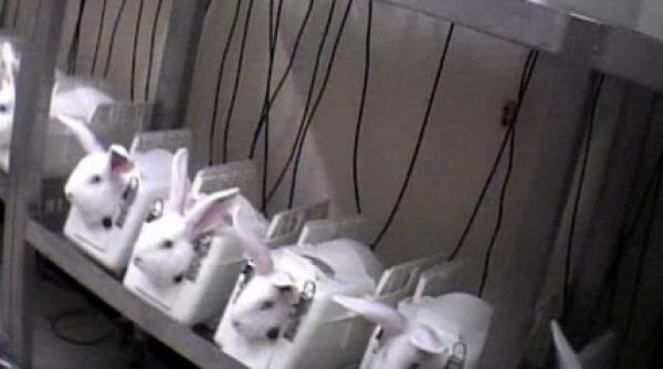 laboratoarele iadului mii de iepurasi victimele unui tratament anti rid