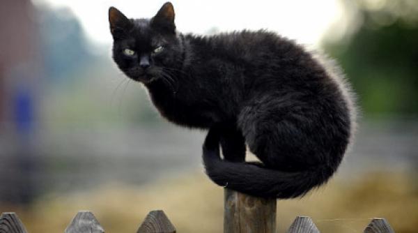 premiera in iowa o pisica a fost contaminata cu virusul ah1n1