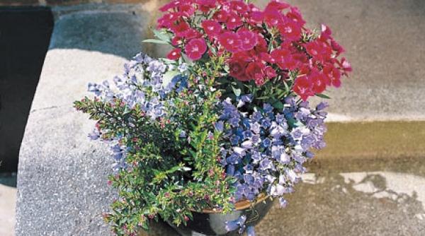 campanula gratioasa in gradina dar si in ghiveci