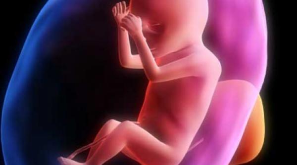 antibioticele si fatul