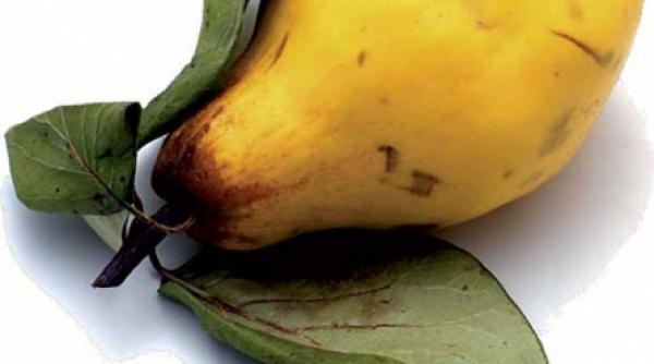 gutuia combate hemoroizii