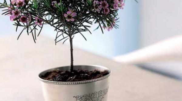 un arbust rar si neobisnuit