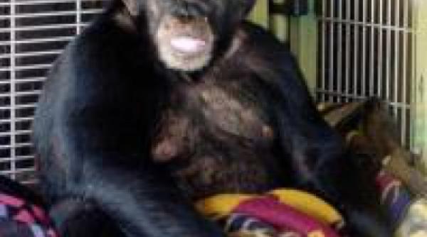 viata dupa ce a fost mutilata de un cimpanzeu video