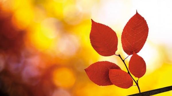 alergiile agravate de viroze