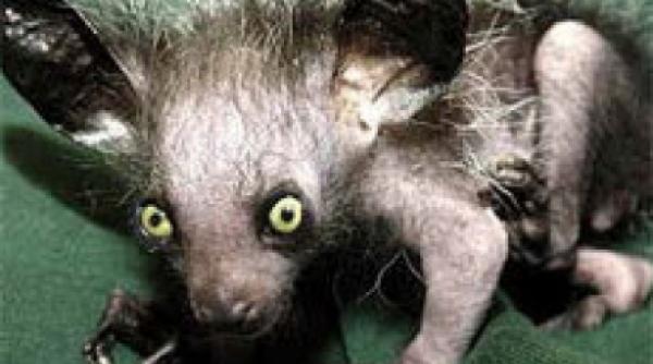 natura si ciudateniile sale