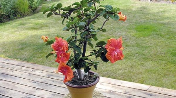 hibiscusul o frumusete de planta inflorita aproape tot anul