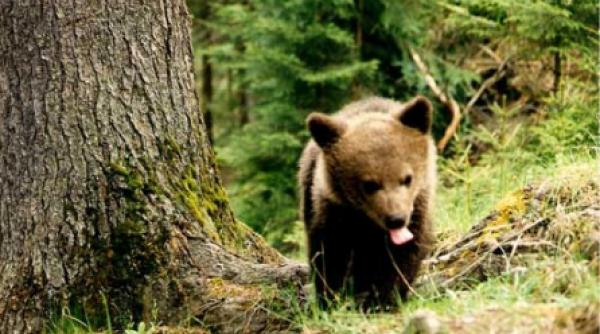 ursulet de lapte la tava