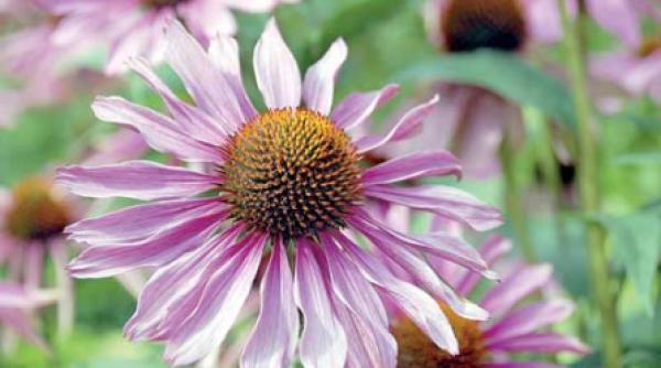 un sezon numit echinacea
