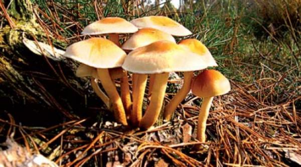 convietuirea cu padurea o problema complexa