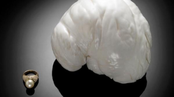 printesa palawan este scoasa la licitatie