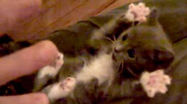 video pisoiasul imitator