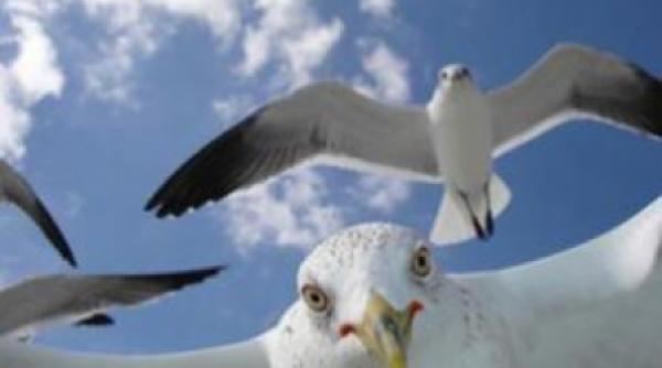 national geografic planeta vazuta prin lentila aparatului de fotografiat