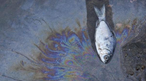 motive verzi pentru a evita rusia