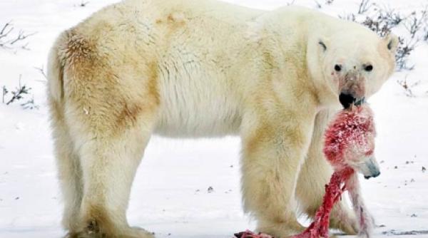 din cauza absentei hranei ursii polari se mananca intre ei
