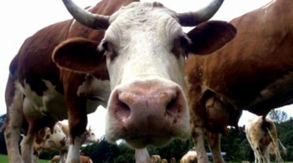 usturoi pentru vacile vinovate de incalzirea globala