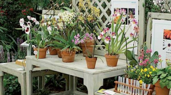 bate la usa sezonul orhideelor