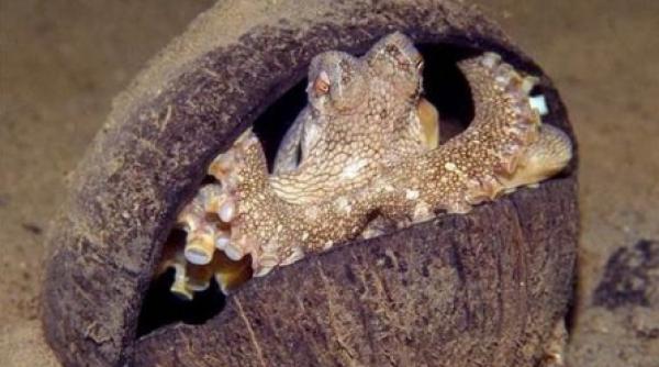 o caracatita isteata foloseste coji de nuca de cocos pe post de scut