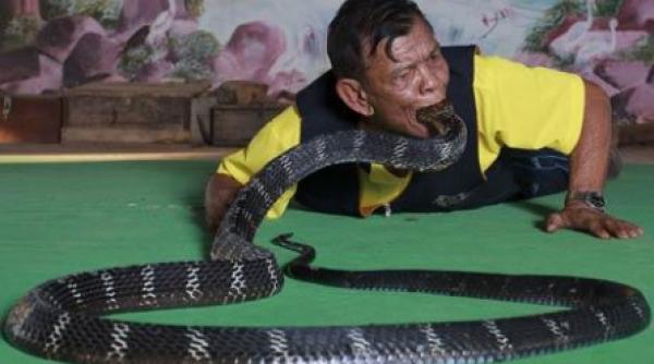 box thailandez cu cei mai veninosi serpi din lume te bagi