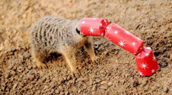 cadouri de craciun la london zoo