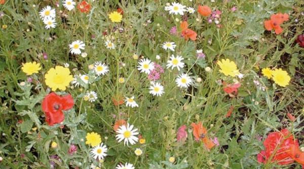 plante interesante din flora spontana