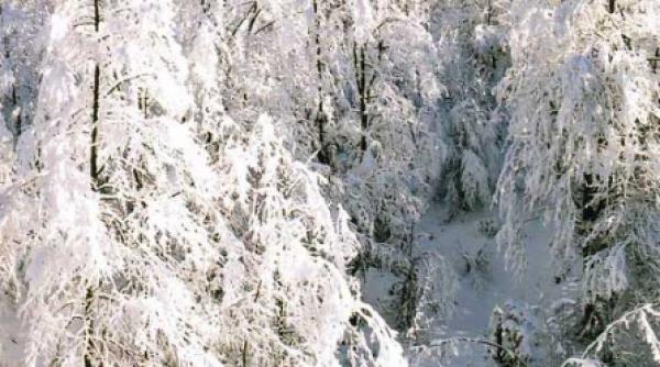 stefane ti or venit colindatorii