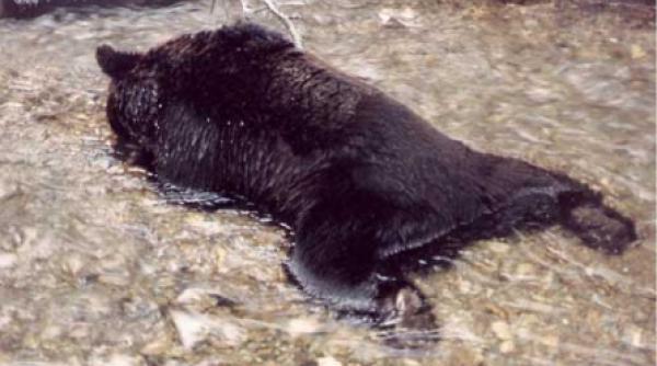 fiara si salbaticiunea