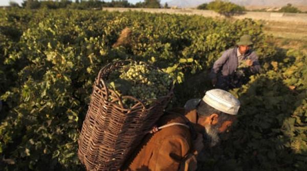 la inceput a fost alcoolul