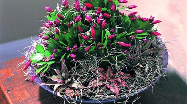 flori minunate pentru sarbatorile de iarna