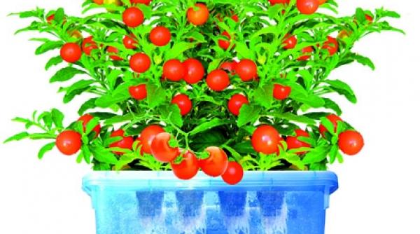 rosii pitice pentru balcon