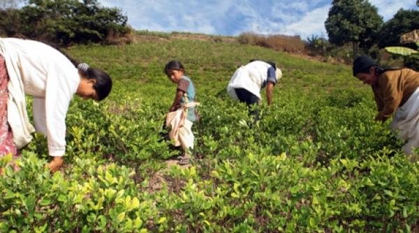bolivia pregateste lansarea unei bauturi pe baza de frunze de coca