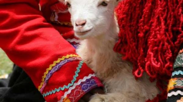 camasa de forta a fermecatorului miel vasilica