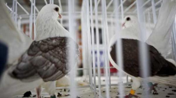 expozitii de porumbei campioni ai lumii